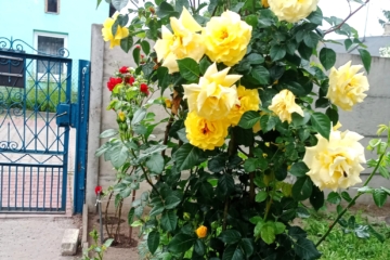 IMG_20250606_142059_963