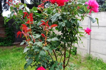 IMG_20250606_142104_205